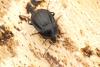 Phosphuga atrata